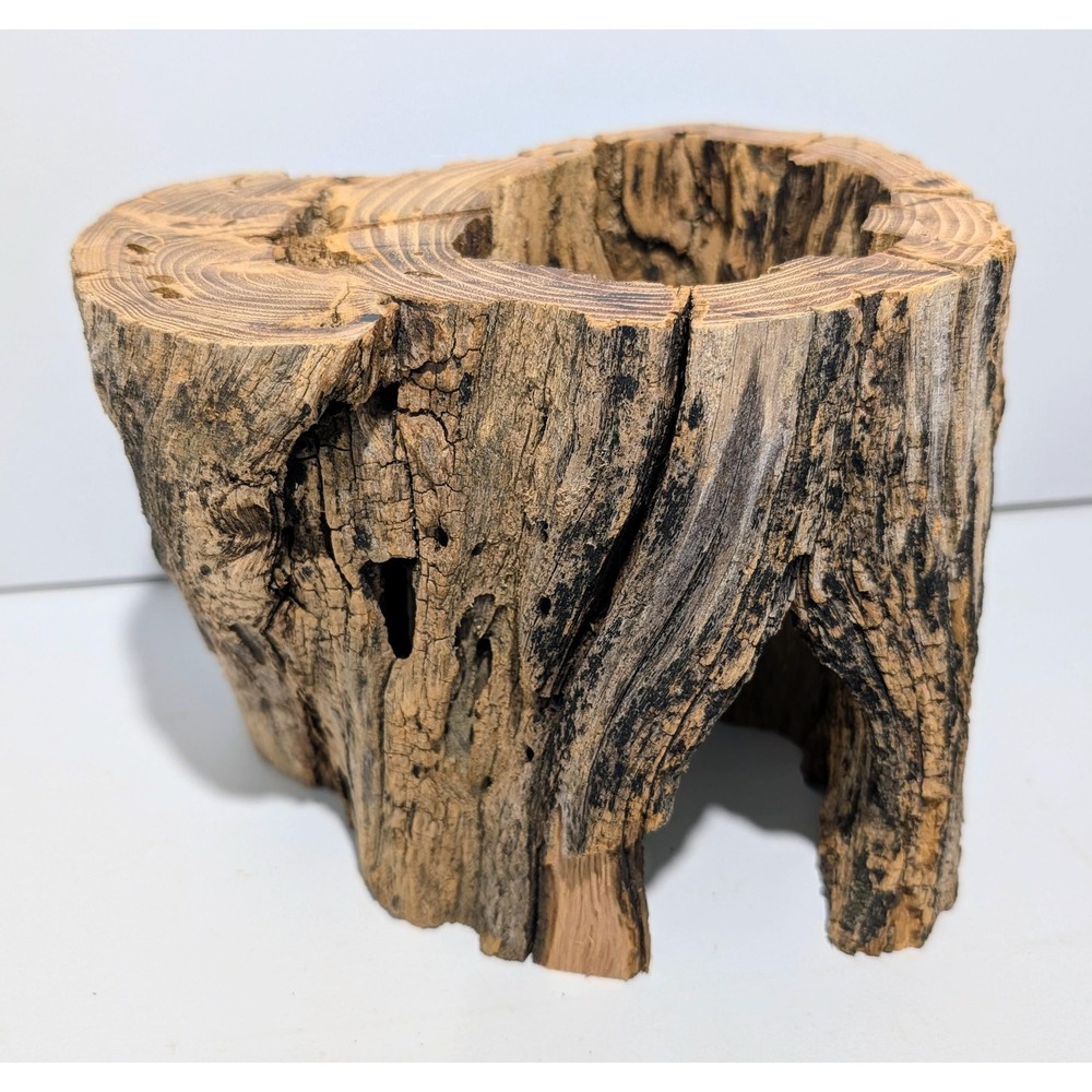Real Black Locust Hollow Tree Section. Fairy garden or crystal stand. 8"w x 6"h